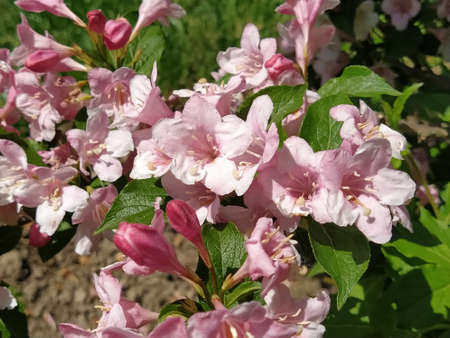 Pink small flowers on a flowerbed in the garden. Many flowering plantsの写真素材