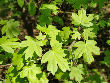 Green maple leaves background. Fresh bright maple sprouts