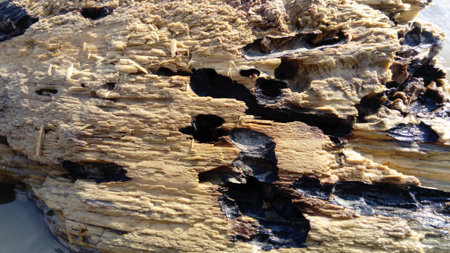 Wet crumbling wood close-up. A wooden surface that is in the water for a long time. Woody balance...