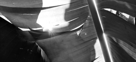 Banana branches and leaves. Tropical palm. Sun glare. Monochrome black and white version. Tourism in...