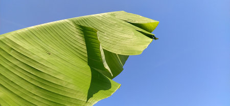 Banana branch and leaf against the blue sky. Tropical natural background.