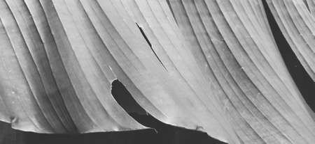 Tropical palm. Monochrome black and white image. Tourism in tropical latitudesの写真素材