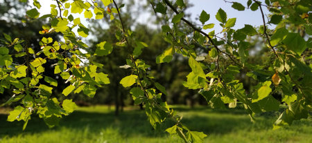 Maple leaves. Backlit foliage on a tree. Blurred background