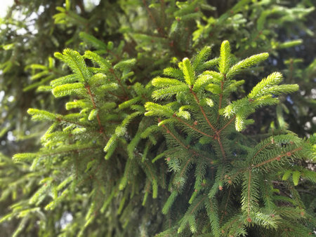 Beautiful shiny spruce branches. Natural background. Thin coniferous needles. Background of...