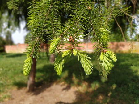Beautiful shiny spruce branches. Natural background. Thin coniferous needles. Background of...