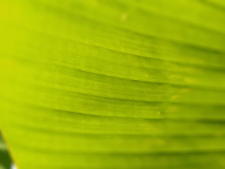 Green striped vegetative blurred abstract background. Close-up of a green veined leaf. Soft focus...