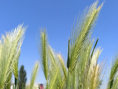 Ears of cereal plants on a field against a blue sky. Wheat or rye with fluffy panicles. In the...