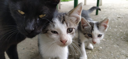 Family of cats. Black mother cat and two white-gray striped kittens. Animals on the street. The cat...