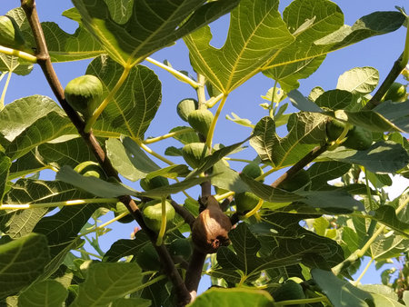 Figs on a branch. Several fruit fruits, ready to be harvested and consumed. Garden plants. Ripe fig...