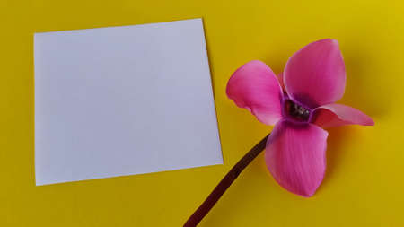 White blank sheet of paper on a yellow background. On the right is a pink cyclamen flower close-up. Copy space.の写真素材