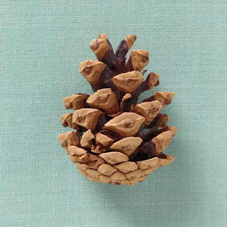 pine or spruce cone on a green background. A brown bump lies in the middle of the frame, with a...