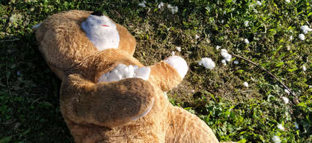 An unnecessary forgotten toy on the grass. A torn teddy bear lies on the ground. Violence and forgetfulness concept. White cotton wool is visible from the bear's chest. The filler is around the toyの写真素材