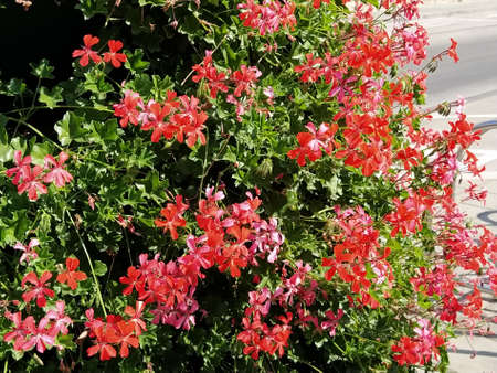Pelargonium peltatum. Red, pink and magenta blooming ivy geraniums in a city park. Vertical landscaping of a garden, courtyard or city street.の写真素材