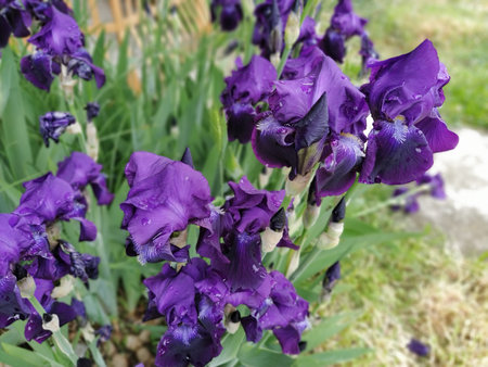 Purple irises. Beautiful delicate flowers of dark blue-purple iris in the garden. Graceful petals....