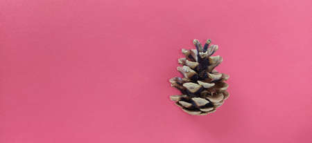 beautiful pine cone on a red background. New Year and Christmas decorations. Spruce or pine cone close upの写真素材