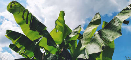 Green Banana leaf in nature, Banana leafの写真素材