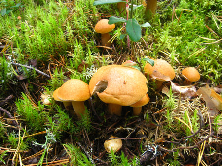 Red, orange forest mushrooms, similar to chanterelles or honey mushrooms. Mushroom eaten by animals...