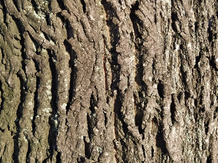 Bark of tree. Brown uneven wood surface. Natural background.