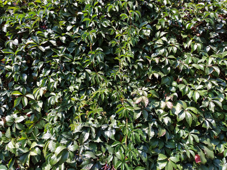 Lianas and thickets as vertical gardening of walls. Beautiful plants creeping up. The nature of the...