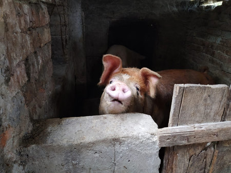 A pig with a brown skin in a pigsty. Agriculture. Pork production. Pig's face and nose. The animal...