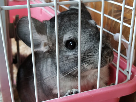 A little cute chinchilla sits peacefully in a cage. Gray fur and black protruding eyes in the animal. Keeping pets. Chinchilla care in captivity.の写真素材