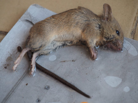 Dead mouse on glue. Mousetrap for domestic rodents. A gray mouse or rat lies bogged down in a sticky solution. Prevention of contagious diseases and food spoilage. Catching mice.の写真素材