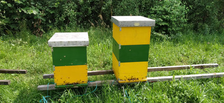 Hives with bees. Beekeeping. Hives standing in nature, and are painted yellow, green and blue....