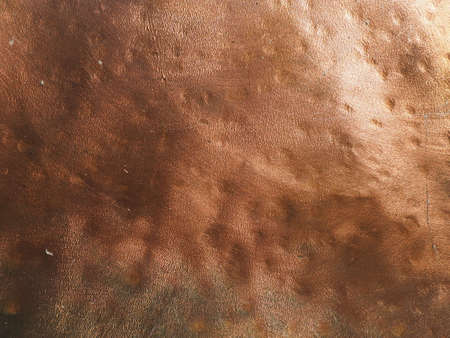 Metal bronze textured plate. Bronze or copper polished surface with dents, scratches and indentations. Metal texture.の写真素材