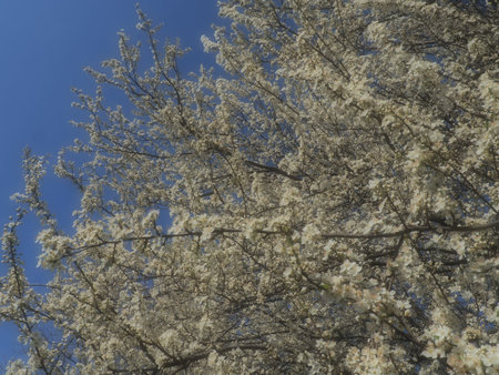 A tree blooming with white flowers. Cherry, apple, plum or sweet cherry in a flowering state....