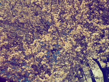 A tree blooming with white flowersの写真素材