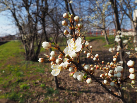 Blooming fruit trees in the garden. Cherries, sweet cherries, plums, apple trees in bloom. White...