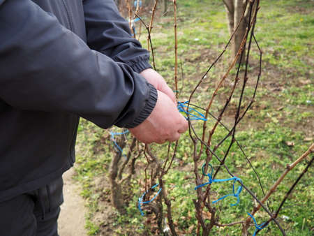 The hands of the winegrower. The person ties up the vine and checks its condition. Male hands touching the plant.の写真素材