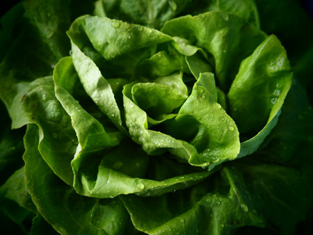 Sowing lettuce. An annual herb of the genus Lettuce of the Asteraceae family. Delicious fortified leaves. Green salad or side dish. Fresh herbs for healthy eating. Leaf lettuce or head lettuceの写真素材