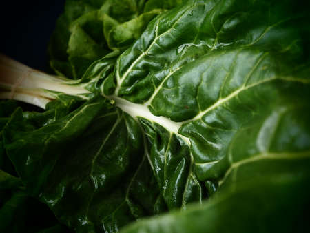 Mangold Beta vulgaris. Biennial herb, a subspecies of common beet. Fortified green lettuce leaves. Vegetarian or healthy food. Washed chard. Fresh harvested swiss chard from an organic farmの写真素材