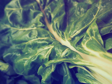 Mangold Beta vulgaris. Biennial herb, a subspecies of common beet. Fortified green lettuce leaves. Vegetarian or healthy food. Washed chard. Fresh harvested swiss chard from an organic farmの写真素材