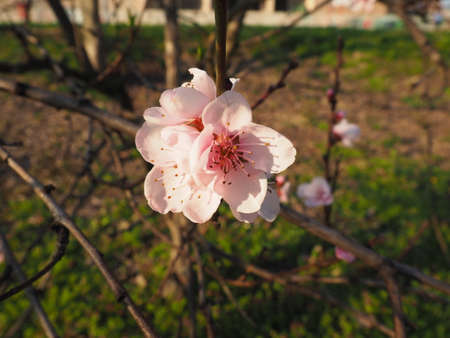A tree blooming with white and pink flowers. Cherry, apple, plum or sweet cherry in a flowering state. Delicate white petals. Orchard. Congratulations on the day of spring, happy mothers day.の写真素材