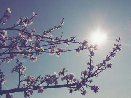 Flowers on the branches against the background of the sky and the sun. Retro style. Beautiful pink...