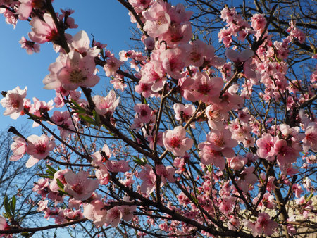 Pink flowers on the tree. Beautiful wild flowering in the spring garden. Cherry or plum branches...