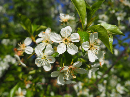 A tree blooming with white flowers. Cherry, apple, plum or sweet cherry in a flowering state....