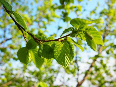 branch of hazel. Spring growth of new buds and leaves. Hazel tree. Young greens in the garden
