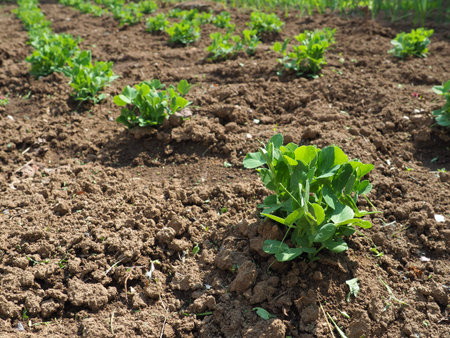 young green pea plants. Vicia Fabaceae. Growing vegetables in the garden. Seedlings of edible peas...
