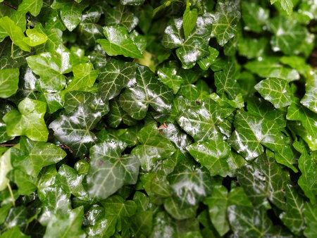 Wet Ivy leaves after the rain. Close-up of wet leaves. rain drops on ivy. nature, season and...