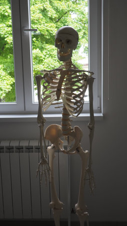 skeleton on the background of a window in a school office.