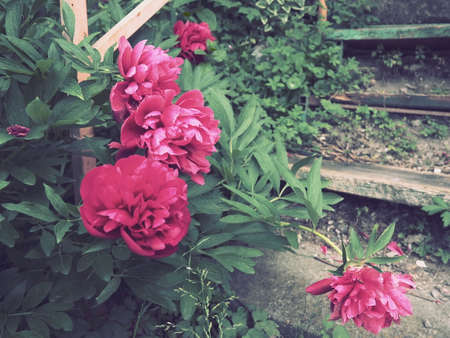 Red-pink peonies. Beautiful large peony flowers against a background of green foliage and grass. Floristics, floriculture and gardening as a hobby. Wooden stairs in the background.の写真素材
