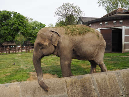 The Asian elephant, or Indian elephant, Elephas maximus is a mammal of the Proboscis order, a genus of Asian elephants Elephas and one of three modern species of the elephant family. Elephant walks.の写真素材