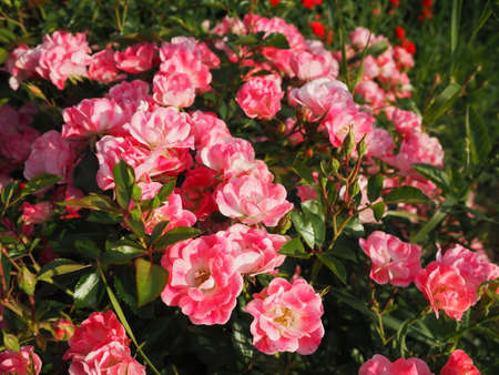 closeup of a bush of pink roses in the summer garden under the sunlight. Pink spray roses with many buds, opened flowers. A flowerbed in a park, a way to decorate streets and landscapes.の写真素材