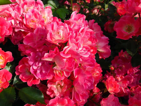 closeup of a bush of pink roses in the summer garden under the sunlight. Pink spray roses with many buds, opened flowers. A flowerbed in a park, a way to decorate streets and landscapes.の写真素材