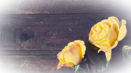 yellow roses on a wooden background. Beautiful bouquet of 3 roses on a dark wooden table. Greeting card with 8 March, Mother's Day or Valentine's Day.の写真素材