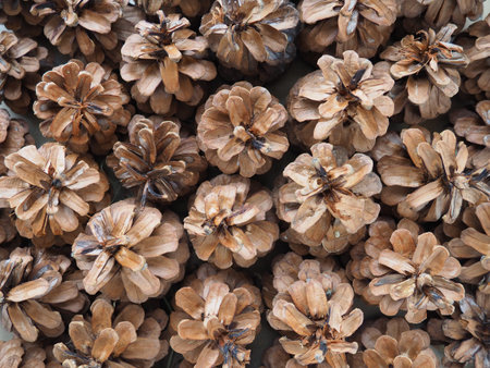 background of cones. Beautiful big pine cones, located next to each other as a pattern. New Years...