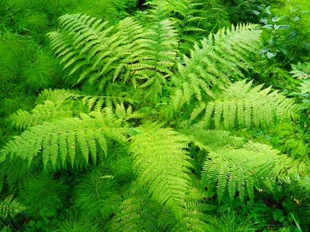Fern-shaped plant in the forest. Beautiful graceful green leaves. Polypodiphyta, a department of vascular plants that includes modern ferns and ancient higher plants.の写真素材